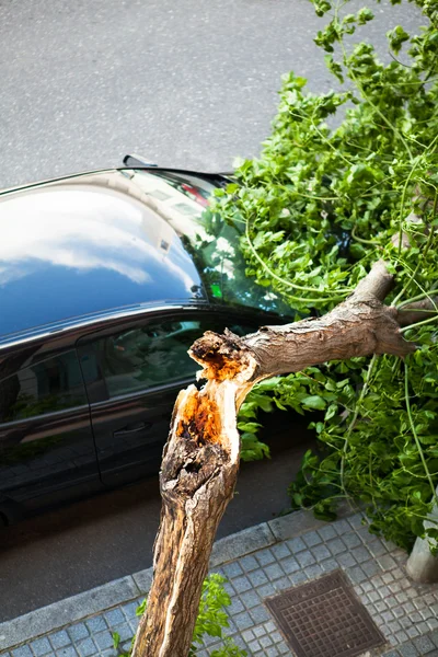 Árbol roto sobre un coche —  Fotos de Stock