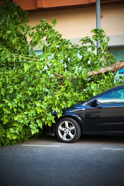 Baum auf Auto gestürzt — Stockfoto