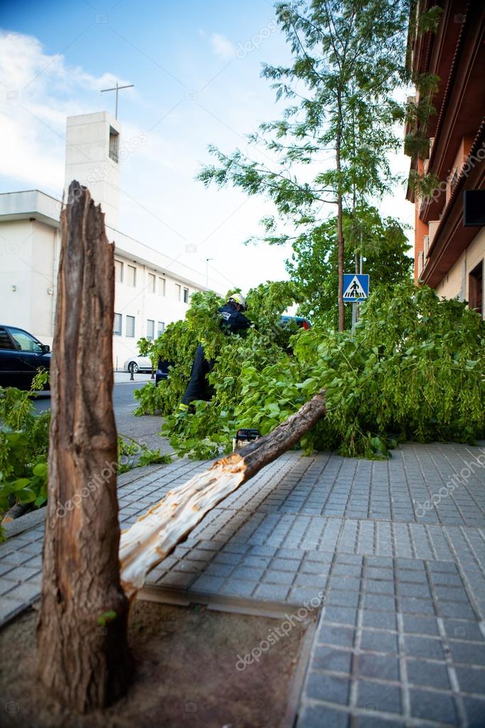 Broken tree over a car