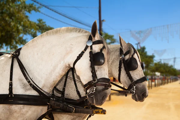 Hästar av en vagn i Sevilla, Spanien. — Stockfoto