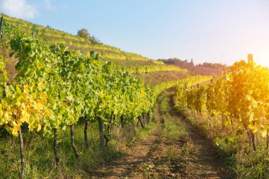 Gün batımında kırsalda olgunlaşmış üzümlerle dolu bir bağ.