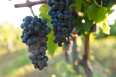 Gün batımında kırsalda olgunlaşmış üzümlerle dolu bir bağ.