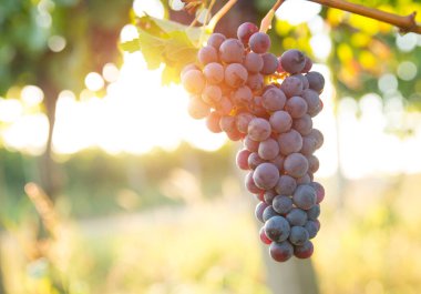 Gün batımında kırsalda olgunlaşmış üzümlerle dolu bir bağ.