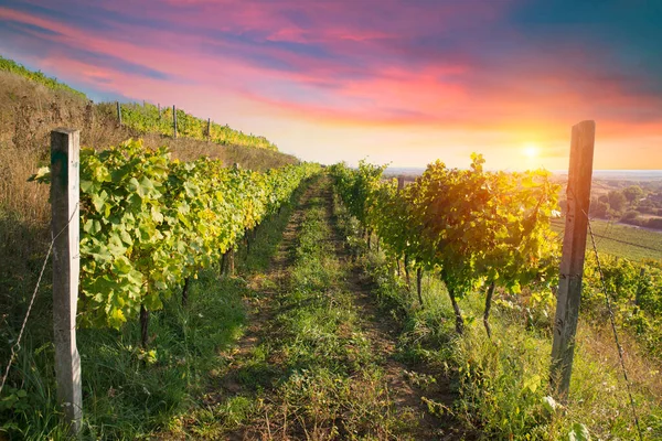 Виноградник зі стиглим виноградом у сільській місцевості на заході сонця — стокове фото