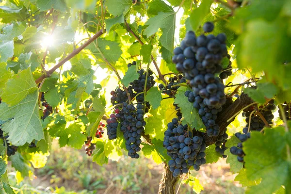 Viñedo con uvas maduras en el campo al atardecer —  Fotos de Stock