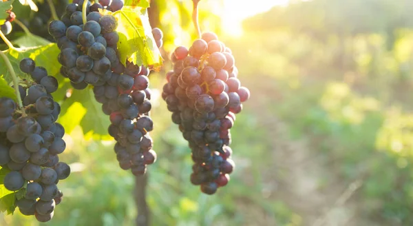 Vigneto con uve mature in campagna al tramonto — Foto Stock