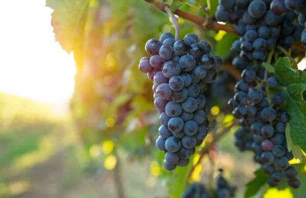 Vinha com uvas maduras no campo ao pôr-do-sol — Fotografia de Stock