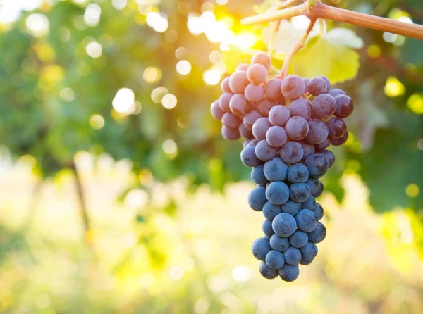 Viñedo con uvas maduras en el campo al atardecer —  Fotos de Stock
