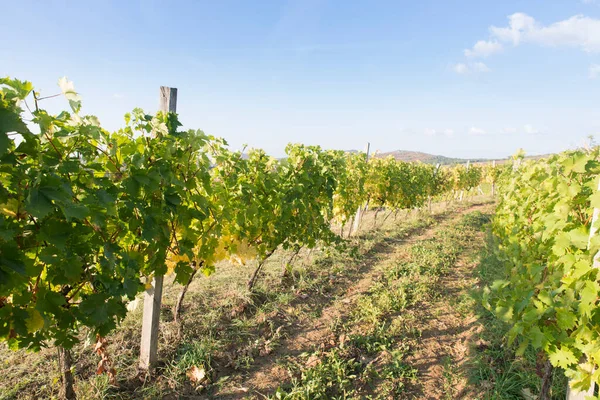 Gün batımında kırsalda olgunlaşmış üzümlerle dolu bir bağ.