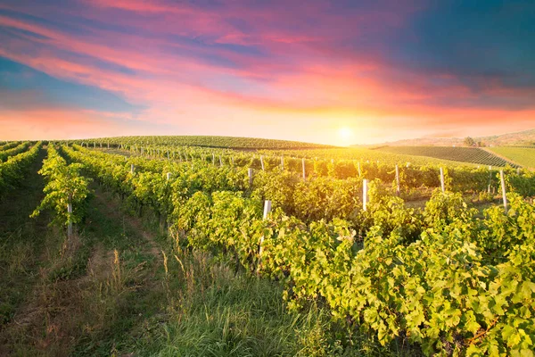 Viñedo Con Uvas Maduras Campo Atardecer — Foto de Stock