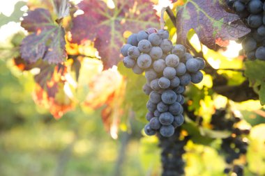 Gün batımında kırsalda olgunlaşmış üzümlerle dolu bir bağ.