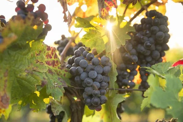 Vinha com uvas maduras no campo ao pôr-do-sol — Fotografia de Stock