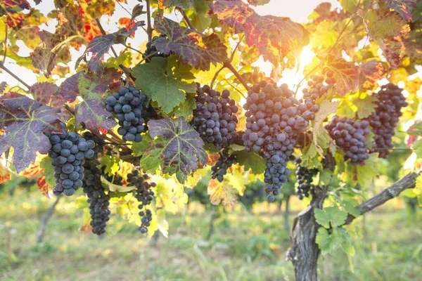 Виноградник с спелым виноградом в сельской местности на закате — стоковое фото