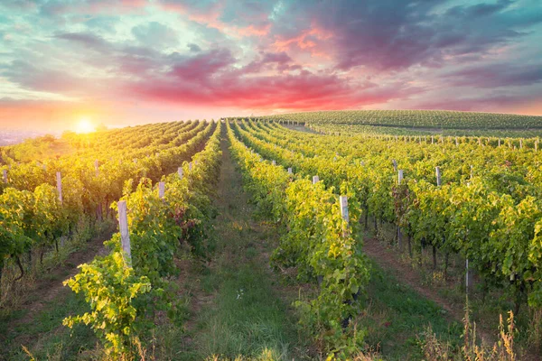Vineyard with ripe grapes in countryside at sunset — Stock Photo, Image