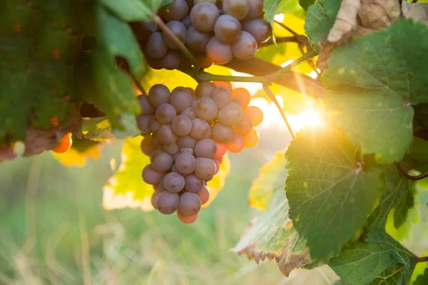 Vino Tinto Con Barril Viñedo Verde Toscana Italia —  Fotos de Stock