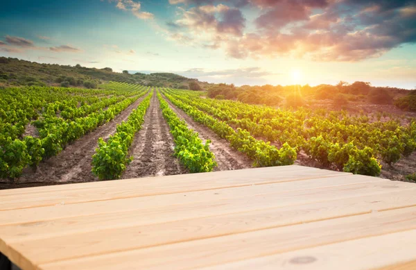 Viñedo con uvas maduras en el campo al atardecer — Foto de Stock