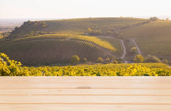 Vineyard with ripe grapes in countryside at sunset — Stock Photo, Image