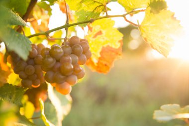 Gün batımında çekilmiş bir üzüm bağının geniş panoramik görüntüsü.
