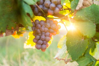 Gün batımında çekilmiş bir üzüm bağının geniş panoramik görüntüsü.