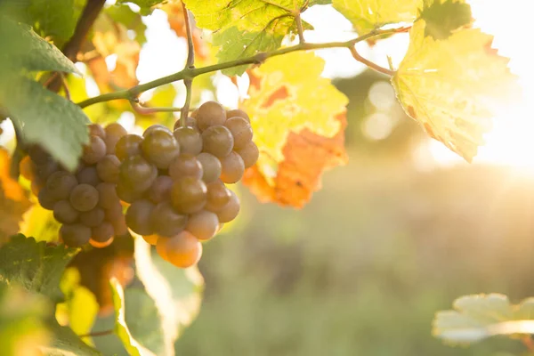 Extra široký panoramatický záběr letní vinice výstřel při západu slunce — Stock fotografie