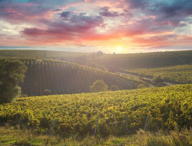 Olgun Şaraplık üzüm Toskana, İtalya üzerinde. Güzel şarap çiftlik, üzüm bağı. Gün batımı ılık ışık
