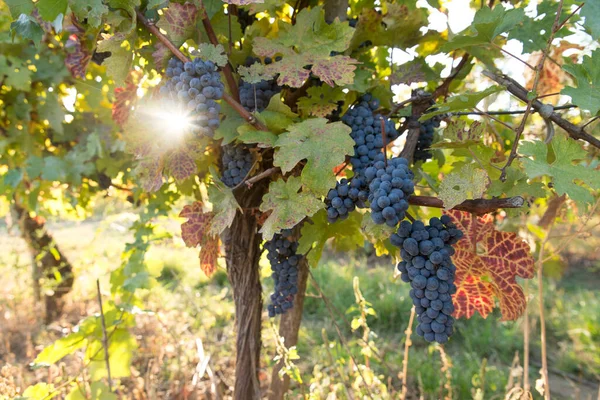 Rijpe wijndruivenrassen op wijnstokken in Toscane, Italië. Pittoreske wijnboerderij, wijngaard. Zonsondergang warm licht — Stockfoto