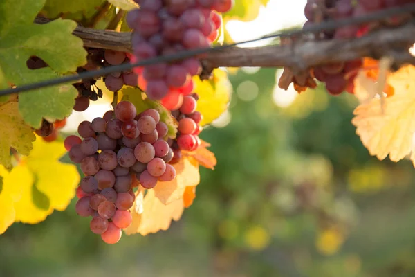 Olgun Şaraplık Üzüm Toskana Talya Üzerinde Güzel Şarap Çiftlik Üzüm — Stok fotoğraf