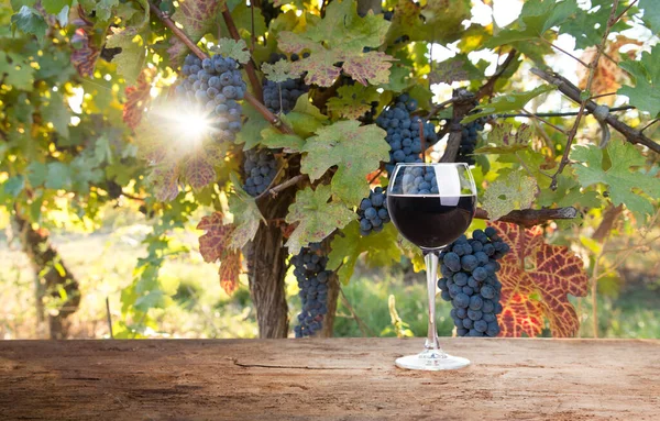 Érett szőlő szőlő Toszkánában, Olaszország. Festői bor farm, szőlő. Naplemente meleg fény — Stock Fotó
