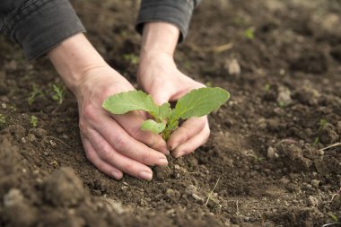 Genç bitkileri nakleden erkek eli görüntüsü.