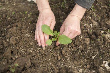 Genç bitkileri nakleden erkek eli görüntüsü.