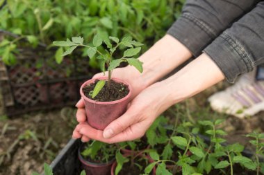 Genç bitkileri nakleden erkek eli görüntüsü.