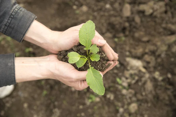 Image Male Hands Transplanting Young Plant — Stock Photo, Image