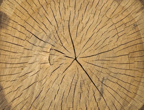 Moth Zjedzony Stare Drewniane Tła Pustej Przestrzeni — Zdjęcie stockowe