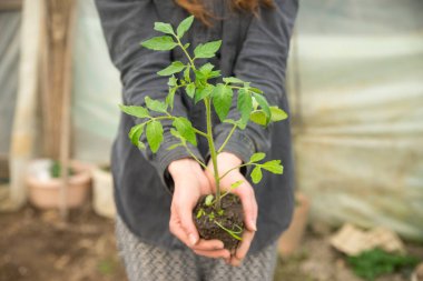Genç bitkileri nakleden erkek eli görüntüsü.