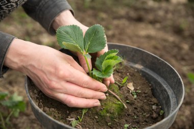 Genç bitkileri nakleden erkek eli görüntüsü.