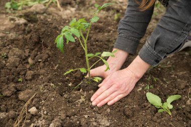 Genç bitkileri nakleden erkek eli görüntüsü.