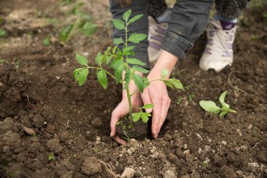 Genç bitkileri nakleden erkek eli görüntüsü.