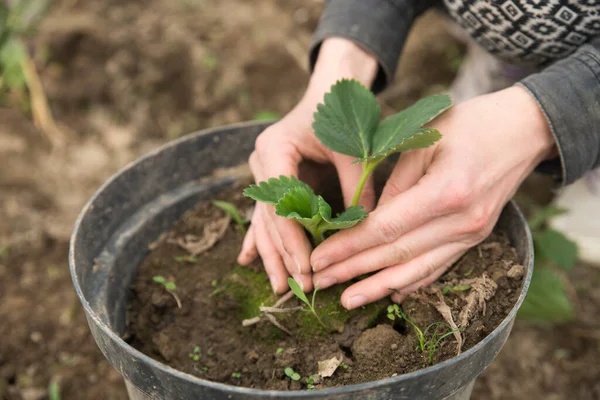 Imagen Manos Masculinas Trasplantando Planta Joven —  Fotos de Stock