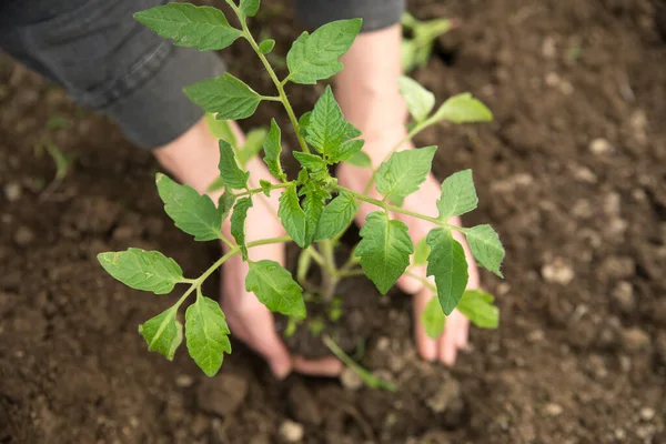 Imagem Mãos Masculinas Transplantando Planta Jovem — Fotografia de Stock