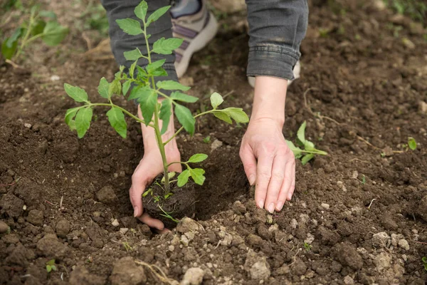 Imagem Mãos Masculinas Transplantando Planta Jovem — Fotografia de Stock