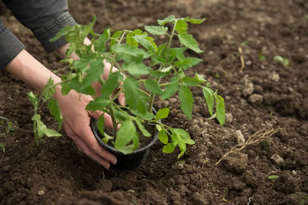 Genç bitkileri nakleden erkek eli görüntüsü.