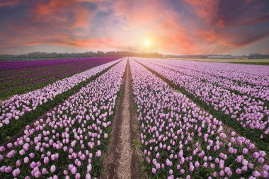 Lale çiftlikte dramatik bahar sahne. Renkli günbatımı Hollanda, Europe.