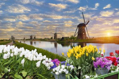 Lale çiftlikte dramatik bahar sahne. Renkli günbatımı Hollanda, Europe.