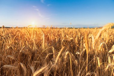 Gün batımında buğday tarlasının önündeki tahta masa. Ürün görüntüleme montajları için hazır