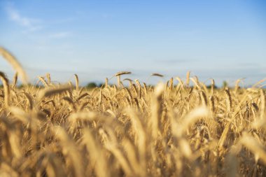 Gün batımında buğday tarlasının önündeki tahta masa. Ürün görüntüleme montajları için hazır