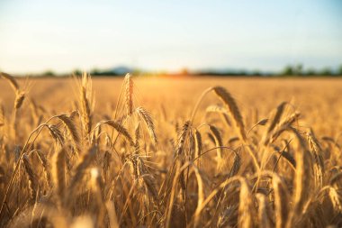 Gün batımında buğday tarlasının önündeki tahta masa. Ürün görüntüleme montajları için hazır