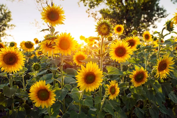 Semi Girasole Sacco Semi Girasole Sacchetto Tela Tavolo Legno Con — Foto Stock