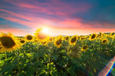ayçiçeği tohumu çuval içinde. Ayçiçeği tohumu çuval bezi çanta alan arka plan ayçiçeği, ahşap tablo. Ayçiçeği alan mavi gökyüzü ile. Fotoğraf kopyalama alanı alanı bir metin için ile.