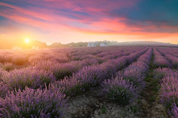 Lavanta Tarlası Yaz Günbatımı Manzarası Valenzo Yakınlarında Provence Fransa — Stok fotoğraf