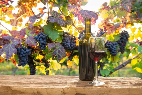 Vins Mûrs Sur Vignes Toscane Italie Ferme Viticole Pittoresque Vignoble — Photo